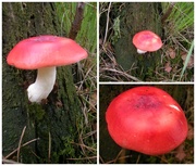 25th Sep 2013 - Autumn.... toadstool time