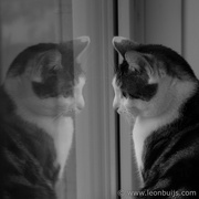 25th Sep 2013 - A cat's reflection