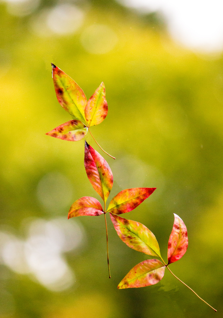 Leaf Fall by rayas