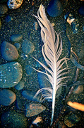25th Sep 2013 - Resting Feather