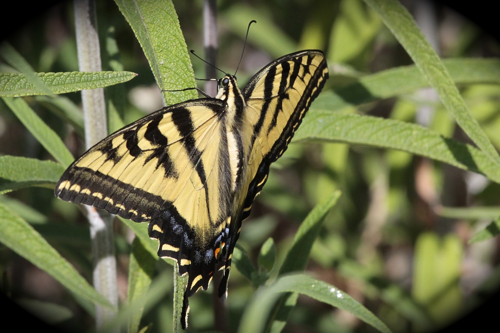 Sunning Swallowtail by robv