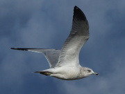 21st Sep 2013 - Gull in Flight