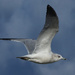 Gull in Flight by houser934