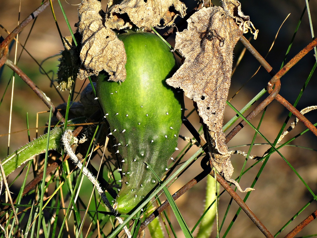 The Forgotten Pickle by juliedduncan