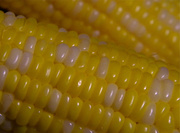 23rd Sep 2013 - Corn on the Cob