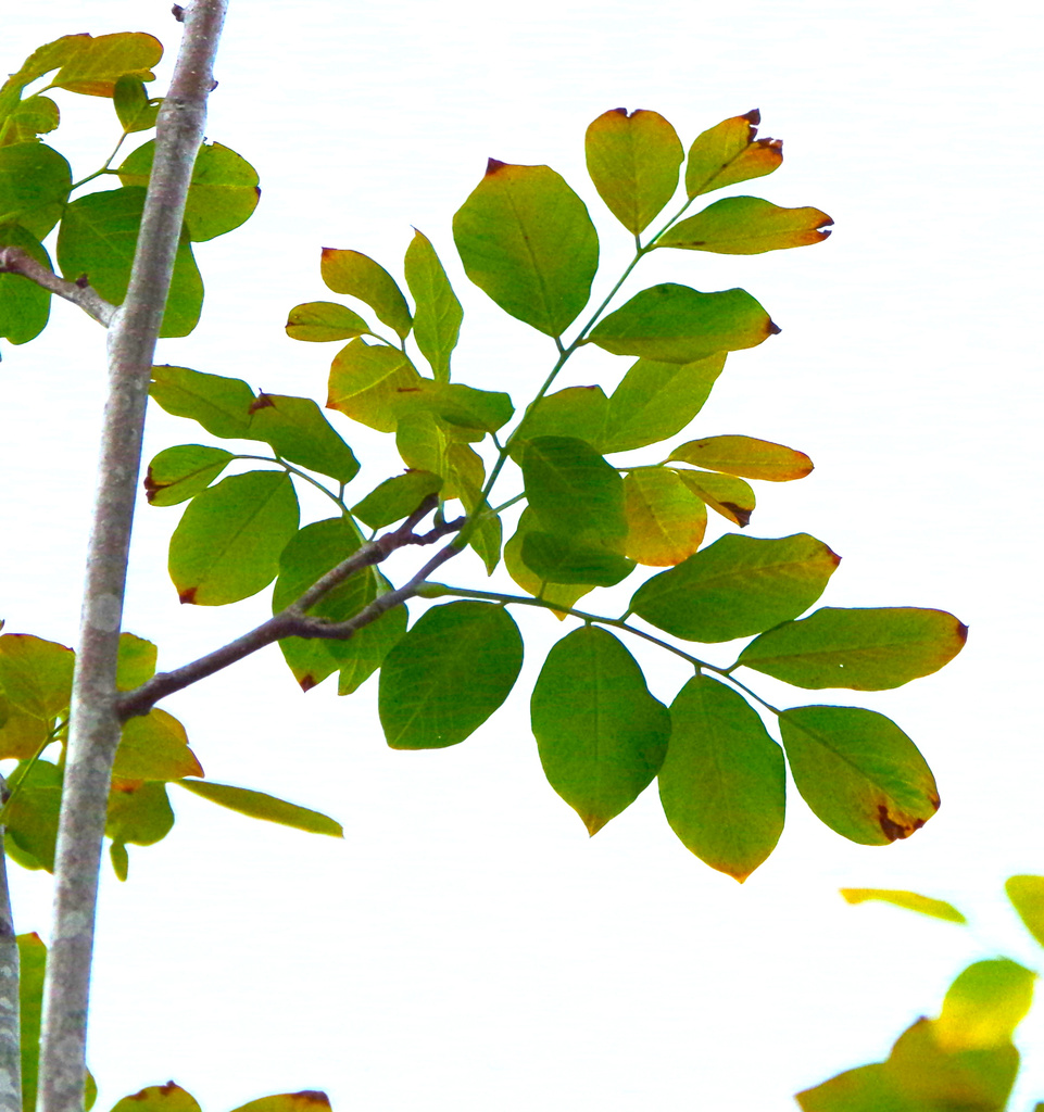 Leaves on White by houser934