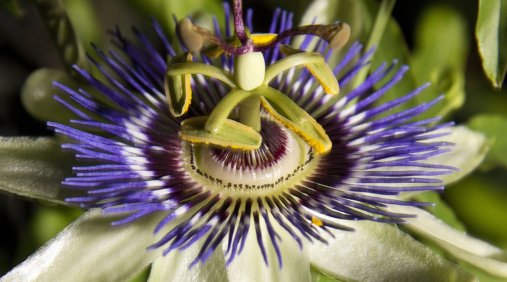 Passion Flower by pdulis