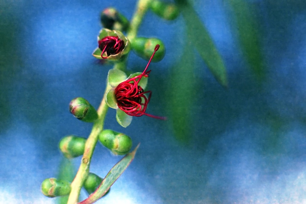 Unfurling by peterdegraaff