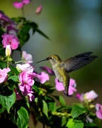 23rd Sep 2013 - hummingbird