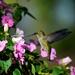hummingbird by mariaostrowski