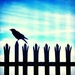 Bird Tail Rail by jesperani