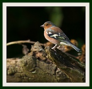 26th Sep 2013 - 26th September 2013 - Chaffinch