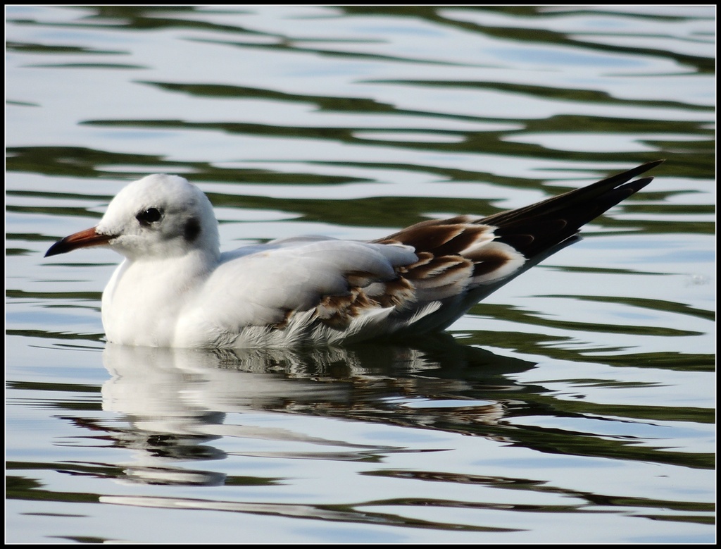 Young gull by rosiekind