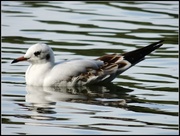 26th Sep 2013 - Young gull