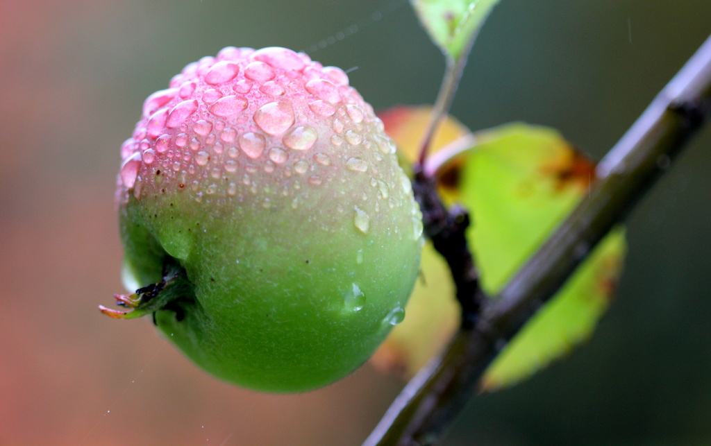 Garden Apple by jamibann