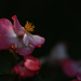 Sunset Begonia by mzzhope