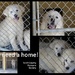 We Need a Loving Home!!!  by calm