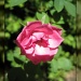 Teeny Tiny Rose by allie912