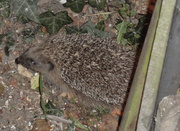 26th Sep 2013 - Hedgehog in our garden 