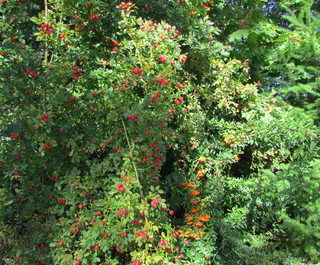 Rosehips by pamelaf