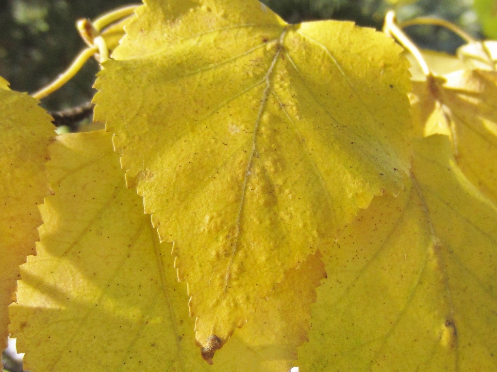 Birch Leaves by bjywamer