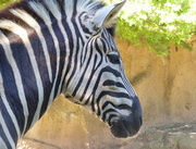 26th Sep 2013 - Zebra