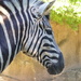 Zebra by kjarn