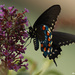 Pipevine Swallowtail by rhoing