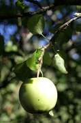 26th Sep 2013 - Apple Tree