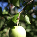 Apple Tree by whiteswan