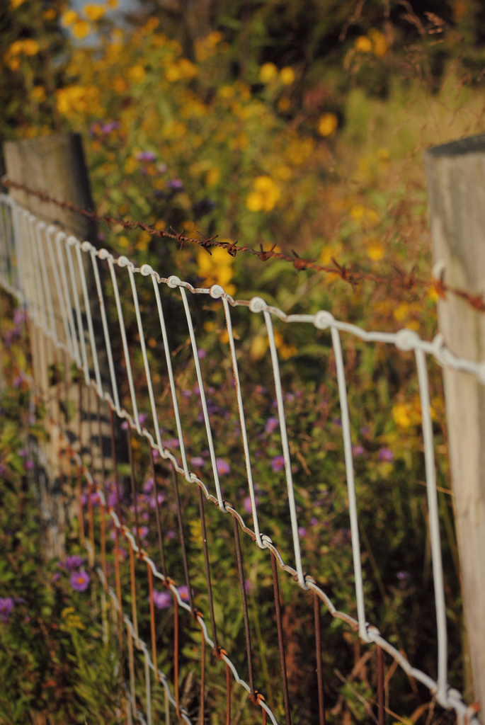 Wildflower Fence  by alophoto
