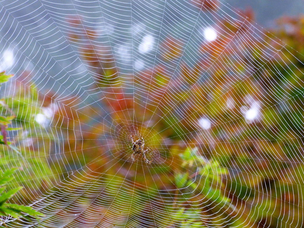 Big Webs of Fall by princessleia