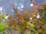 26th Sep 2013 - Big Webs of Fall