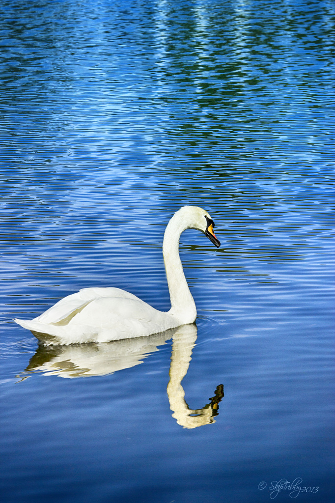 Swan Lake by skipt07