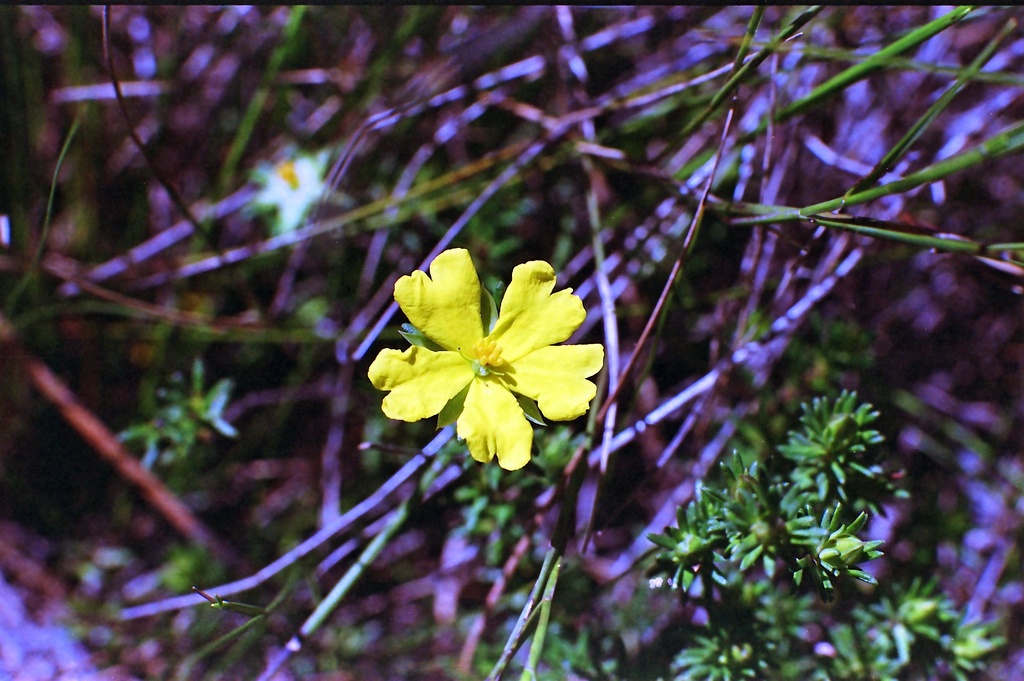 Yellow  by peterdegraaff