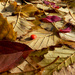 Autumn Array by denisedaly