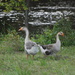 Geese by farmreporter