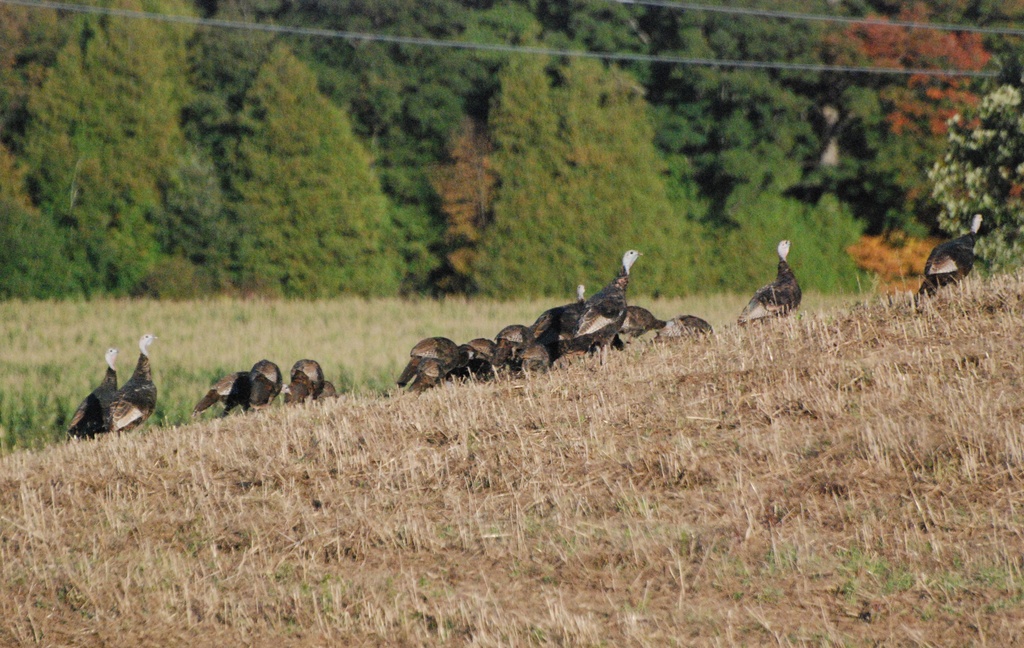 Turkeys by farmreporter