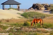 26th Sep 2013 - Grazing In The Dune