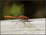27th Sep 2013 - Some sort of dragonfly