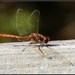 Some sort of dragonfly by rosiekind