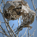 Broken Nest by gardencat