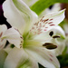 Flower in white by nicoleterheide