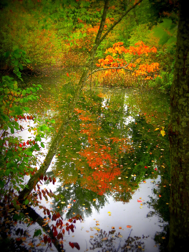 Fall Reflections by homeschoolmom