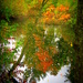 Fall Reflections by homeschoolmom