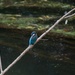 Kingfisher - 27-9 by barrowlane
