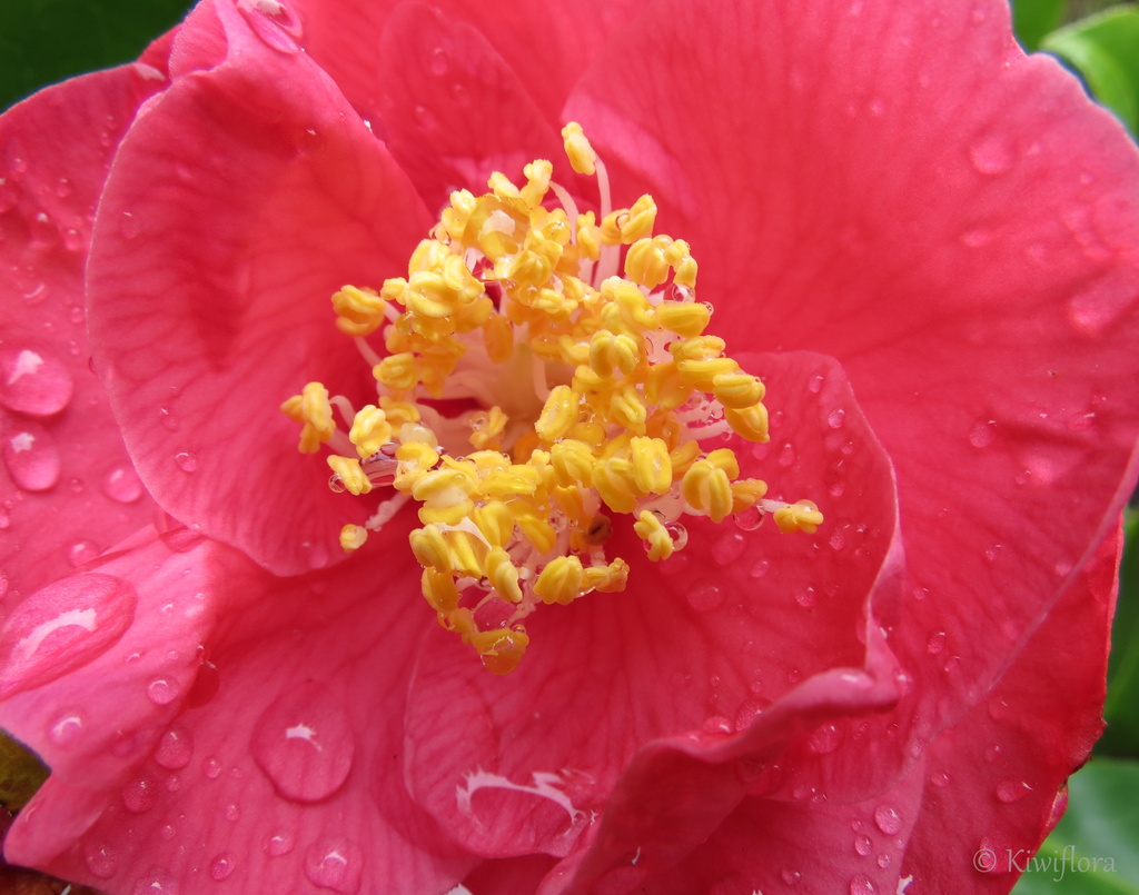 Camellia by kiwiflora