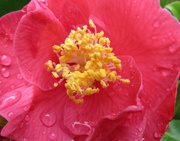 28th Sep 2013 - Camellia