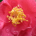 Camellia by kiwiflora