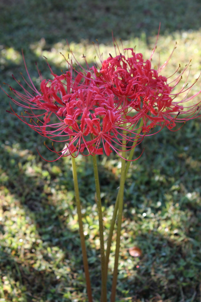 Spider Lilies by randystreat